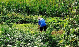 农村50到60岁买什么保险适合 疑难解答