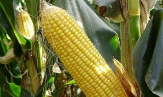 2019年有二次玉米补贴吗 什么时候发补贴