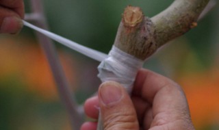 苹果树嫁接方法 你知道它的嫁接时间吗