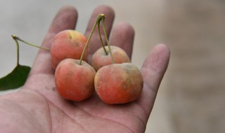 海棠果的食用方法 海棠果如何食用