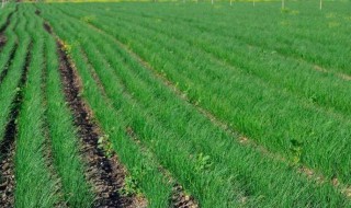 韭菜种植技术和管理 值得收藏