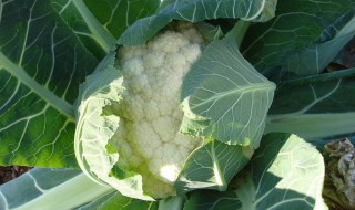 花菜几月份种植 给大家分析一下