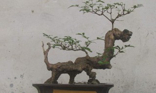 11月黄荆下山桩怎么养 需要做好这些工作