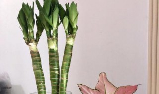 龙竹养殖方法 你学会了吗