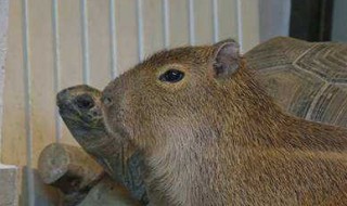 为什么水豚没什么天敌 水豚为什么不怕有天敌