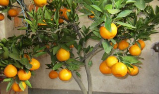 适合北方种的桔子树 北方种植桔子树