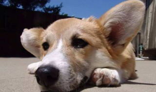 狗狗最有灵性的表现 你的狗狗有这些表现吗