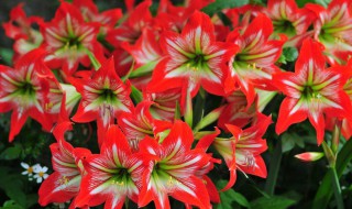 朱顶红一盆种几棵 种多了会如何