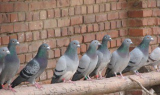 新手养鸽子怎样放养 有什么需要注意