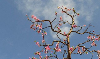 桃树管理方法 桃树管理的几种方法详解