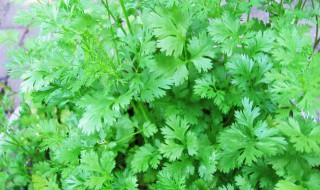 香菜如何保存好 哪种是你喜欢的