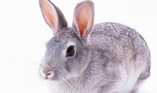 银狐兔的寿命 与猫狗寿命相仿