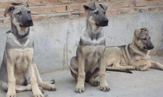 狼青为什么老是咬主人 狼青是什么犬