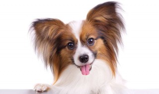 什么小型狗最忠诚 国内公认最忠诚的l两种小型犬