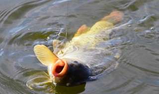 钓鲤鱼绝佳饵料配方 钓鲤鱼用什么饵料最好