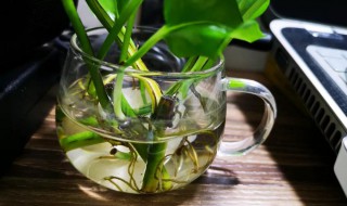 柳树枝怎样做生根水 柳树枝如何做生根水