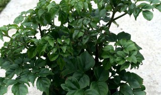 幸福树扦插方法图解 幸福树怎么扦插