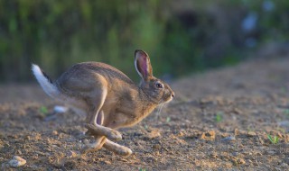 野兔是不是保护动物 关于野兔的简介