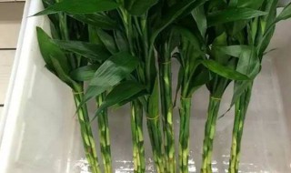 富贵竹几支最好 可以用来摆设风水