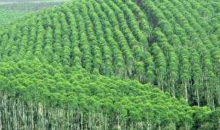 桉树叶的功效与作用 桉树叶的四大功效