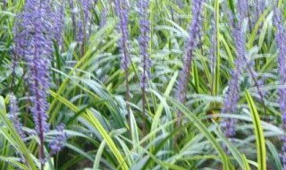 麦冬夏天保存方法 保存麦冬的步骤