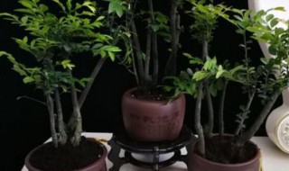 辟邪的植物有哪些 什么植物能辟邪