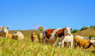 梦见杀牛什么意思 梦见杀牛梦境解析