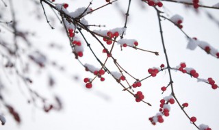 皑皑是什么意思 皑皑的意思