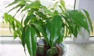 元宝树扦插的方法 应该选用哪种枝条