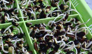 黑豆苗培育的方法 黑豆苗的种植方法