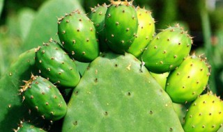 介绍一种事物五年级作文 介绍一种事物范文