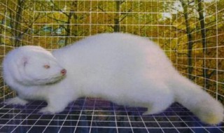 水貂的养殖模式方法 水貂如何养殖