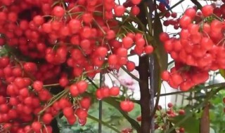 富贵籽的养殖方法 富贵籽如何养殖