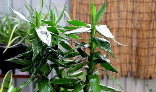 养富贵竹方法 富贵竹的养殖方法