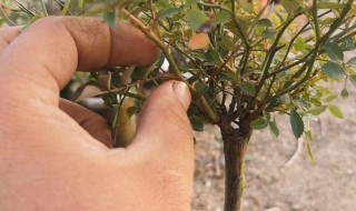 树根嫁接有几种方法 以下为常见方法