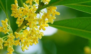 八月桂花家庭种植技巧 桂花的种植以及养护技巧