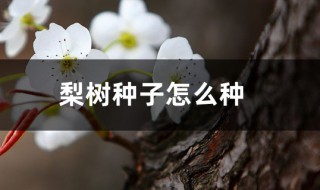 用梨树种子播种方法 种后几年才能结果