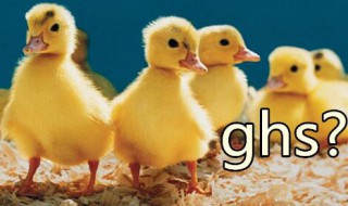 ghs是什么意思 ghs是什么梗