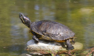 赞美乌龟的励志句子 需要怎么进行赞美