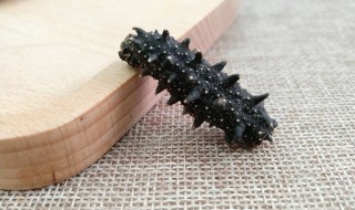 正确发海参方法 如何正确泡发海参