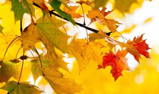 秋天的话语 关于秋天的话语有哪些