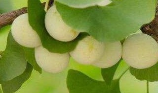 银杏果的功效 银杏果的好处