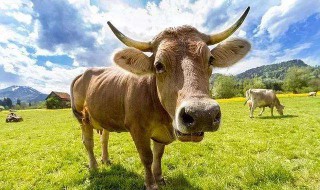 风马牛不相及是什么意思 风马牛不相及的解释