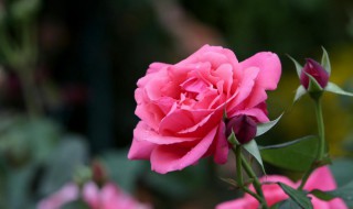 花中皇后指的是什么 什么花是花中皇后