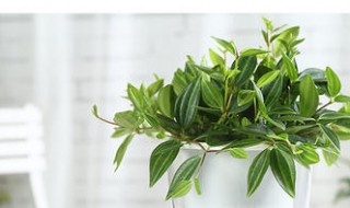 钻石吊兰养护方法 养殖吊兰的步骤