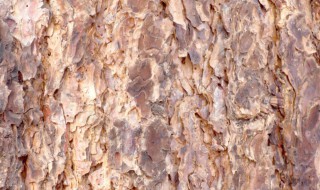 去除树皮最快方法 如何去除树皮