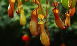 猪笼草移栽方法 猪笼草怎么移栽