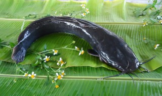 胡子鲶煮汤方法 黑豆鲶鱼汤的做法步骤