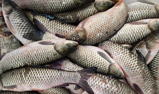 草鱼去皮最快方法 草鱼有哪些营养