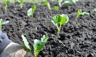 白菜移苗方法 移栽后如何养护